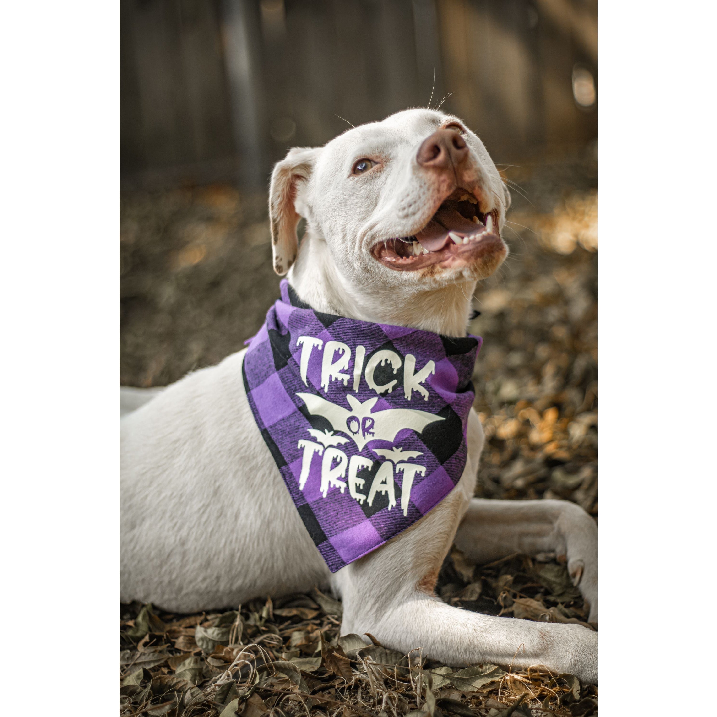 Julia Rose Halloween dog triangle collar scarf, Halloween dog bandana triangle style