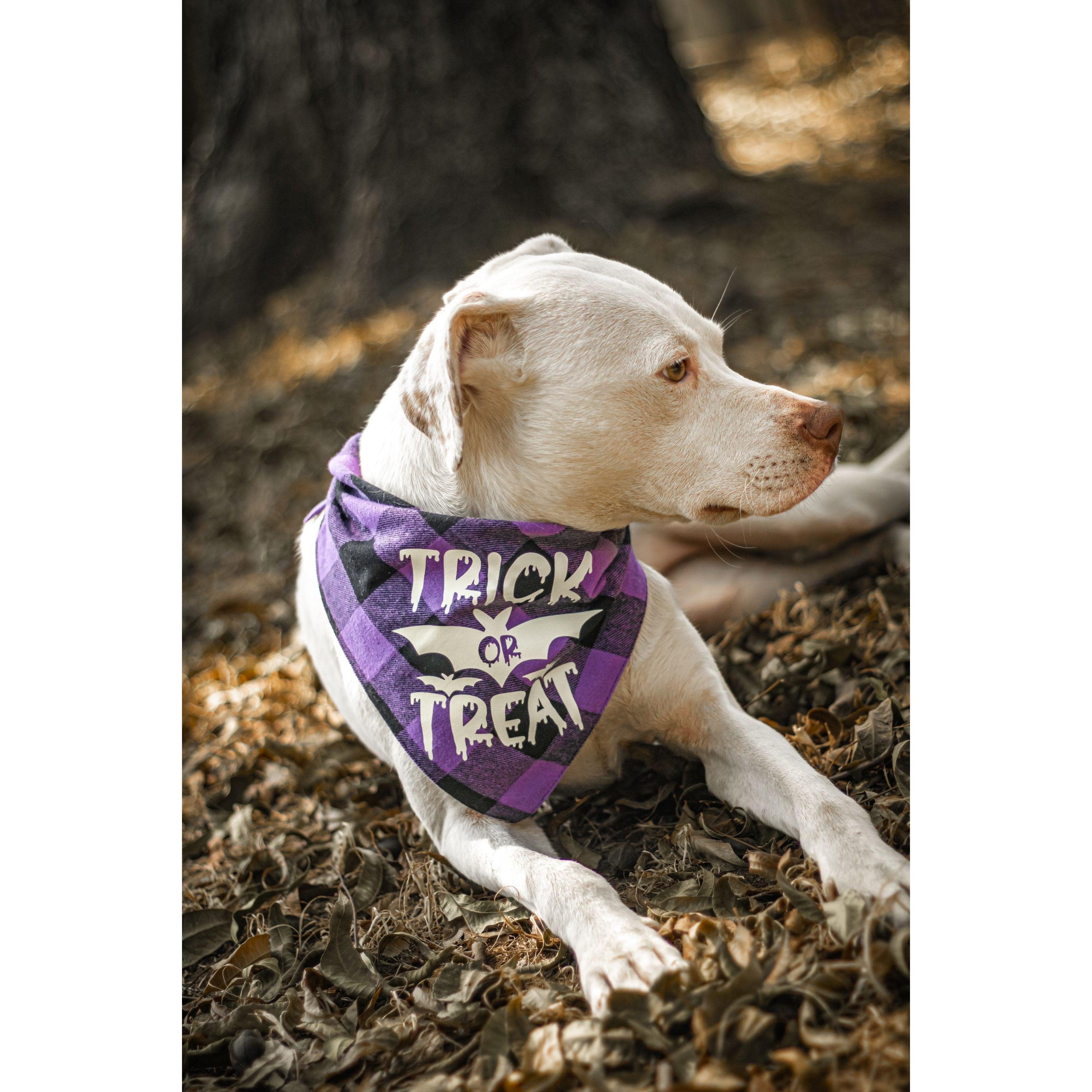 Ready to Ship | Halloween Dog Triangle Collar/Scarf*