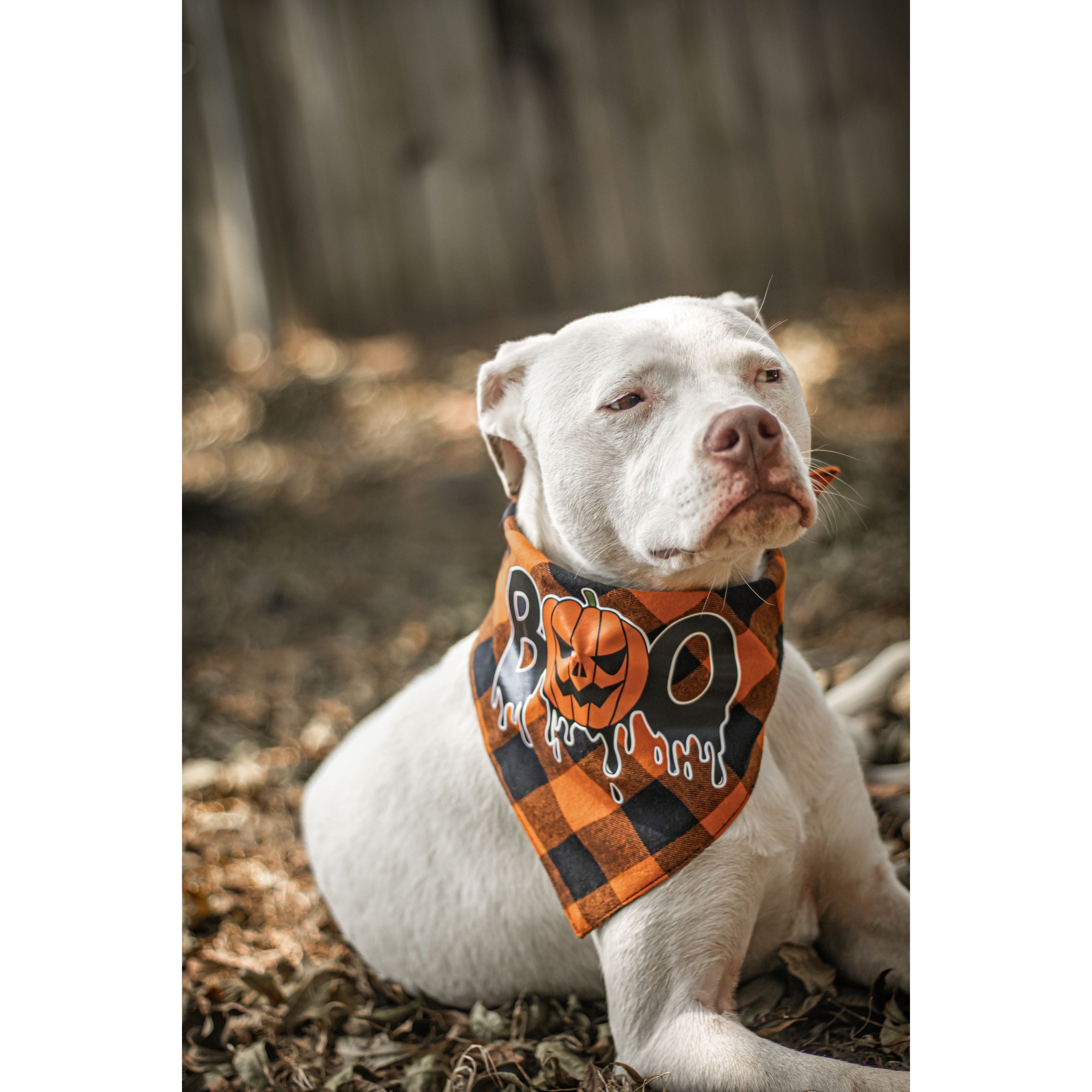 Ready to Ship | Halloween Dog Triangle Collar/Scarf*