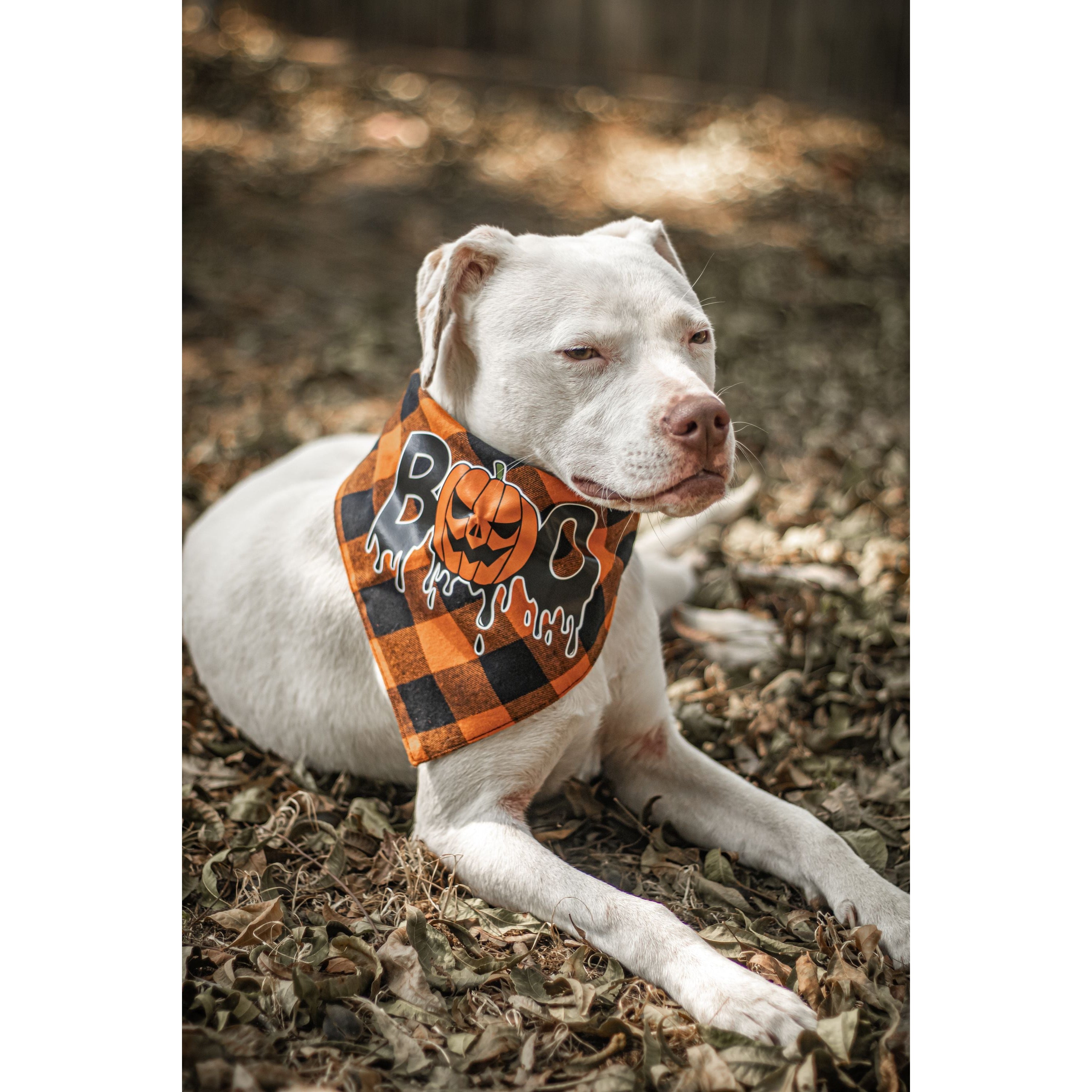 Julia Rose Halloween dog triangle collar scarf, Halloween dog bandana triangle style