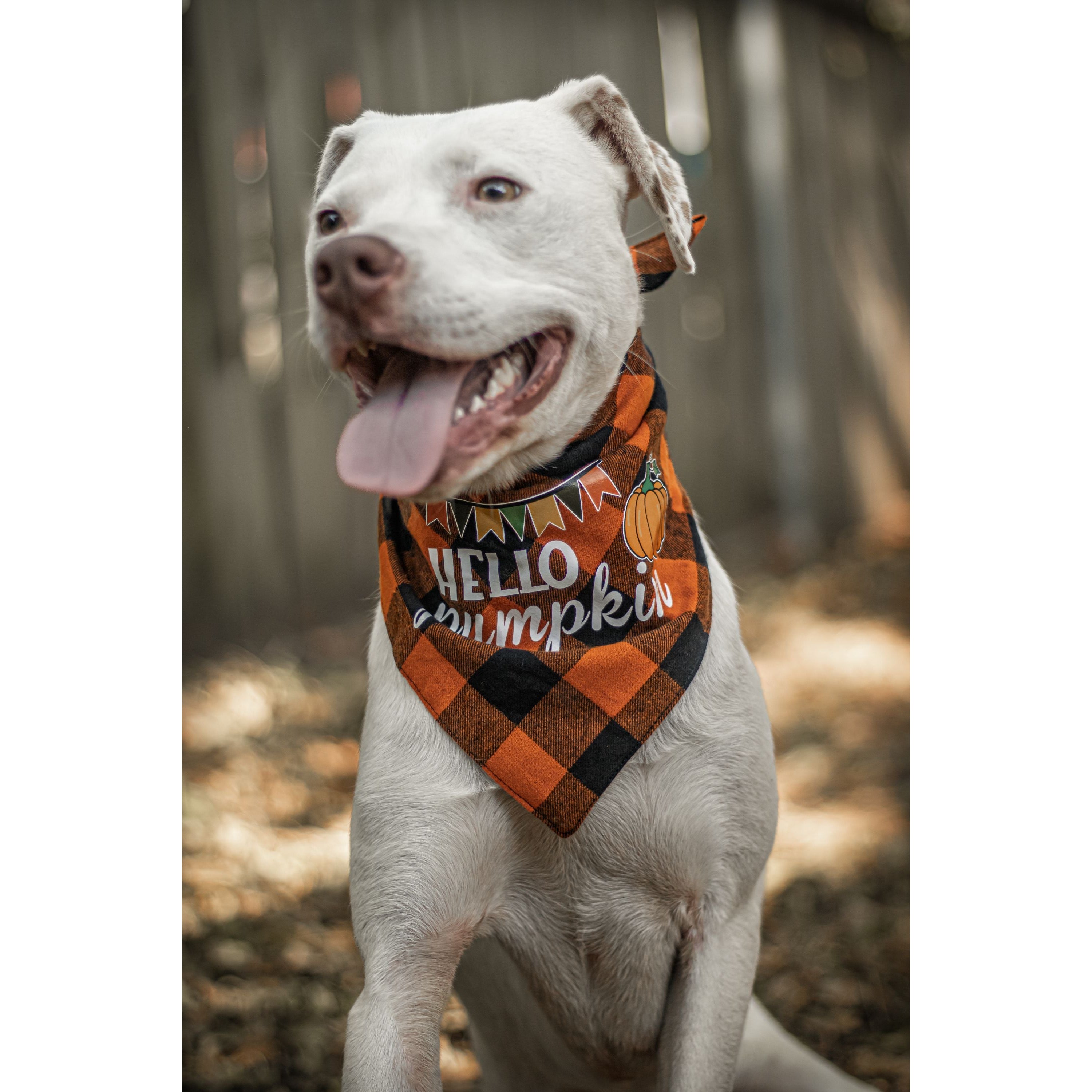Ready to Ship | Halloween Dog Triangle Collar/Scarf*