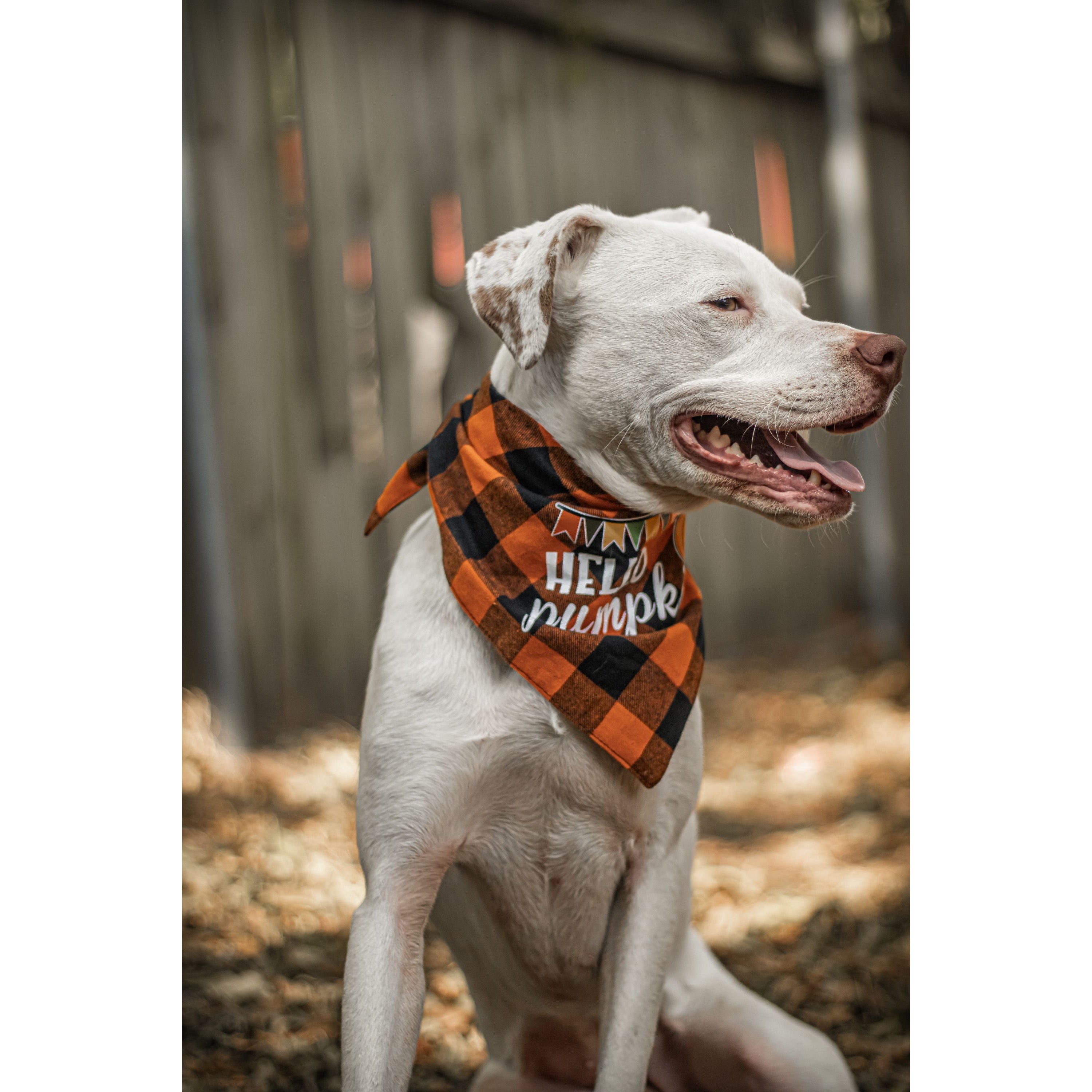 Ready to Ship | Halloween Dog Triangle Collar/Scarf*