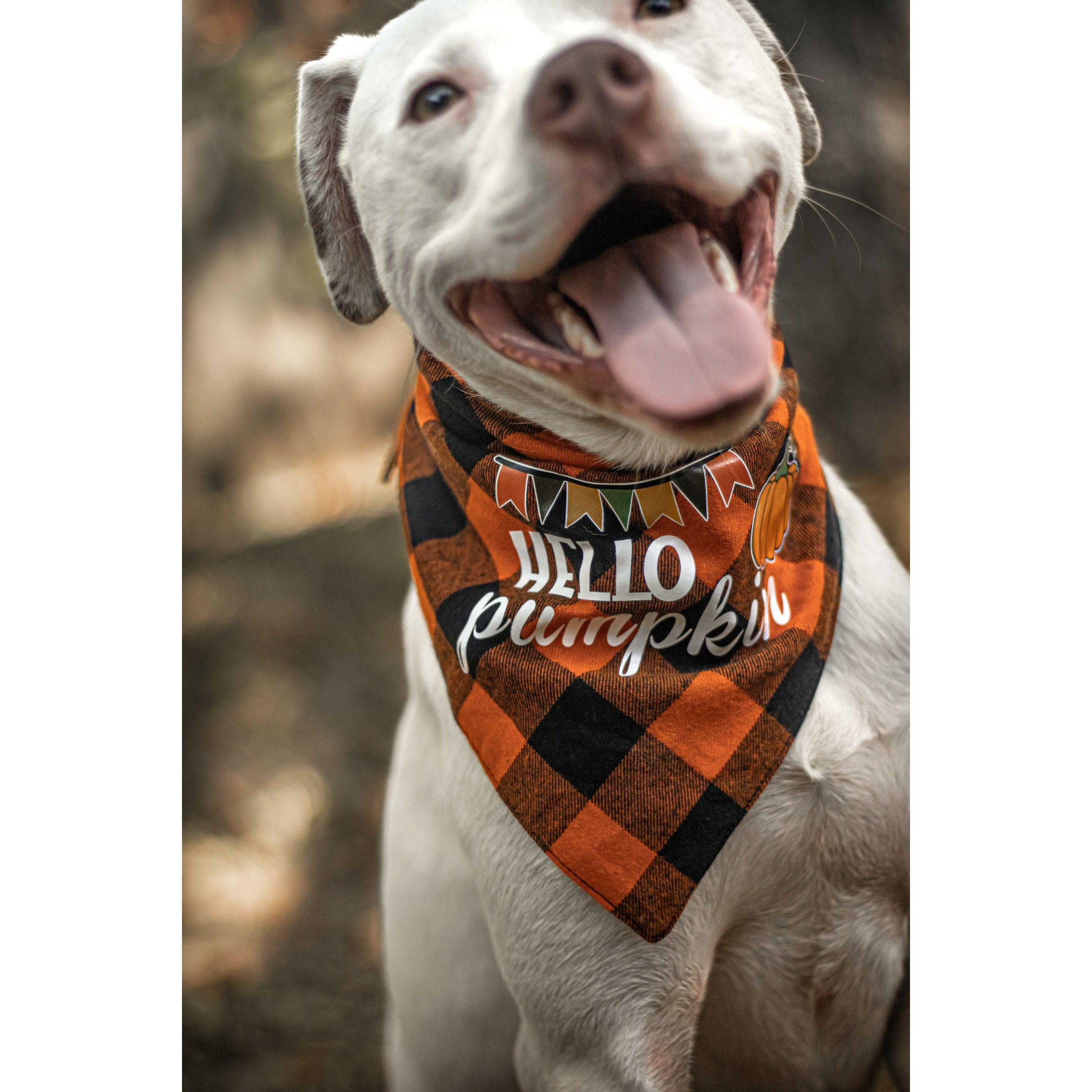 Ready to Ship | Halloween Dog Triangle Collar/Scarf*