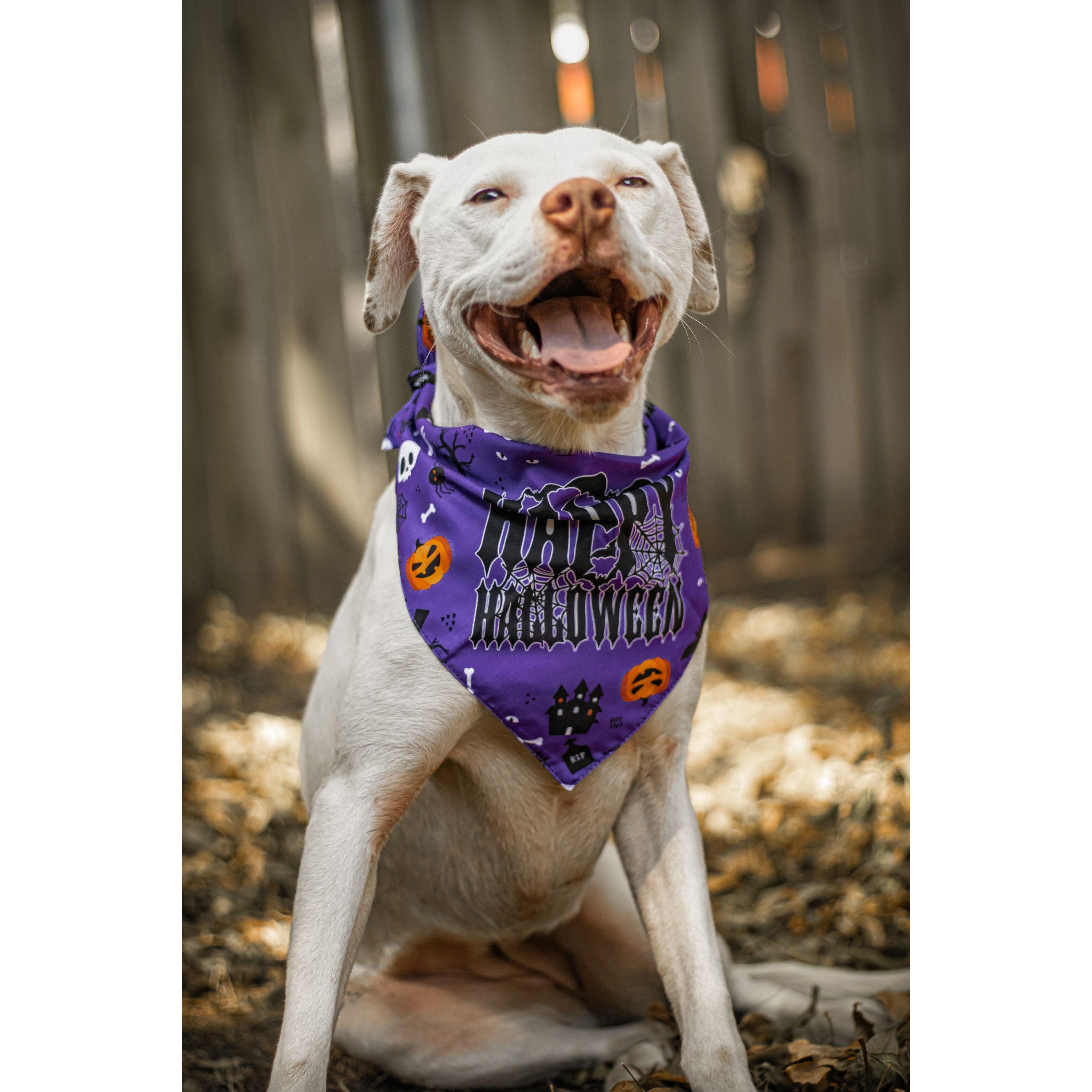 Ready to Ship | Halloween Dog Triangle Collar/Scarf*