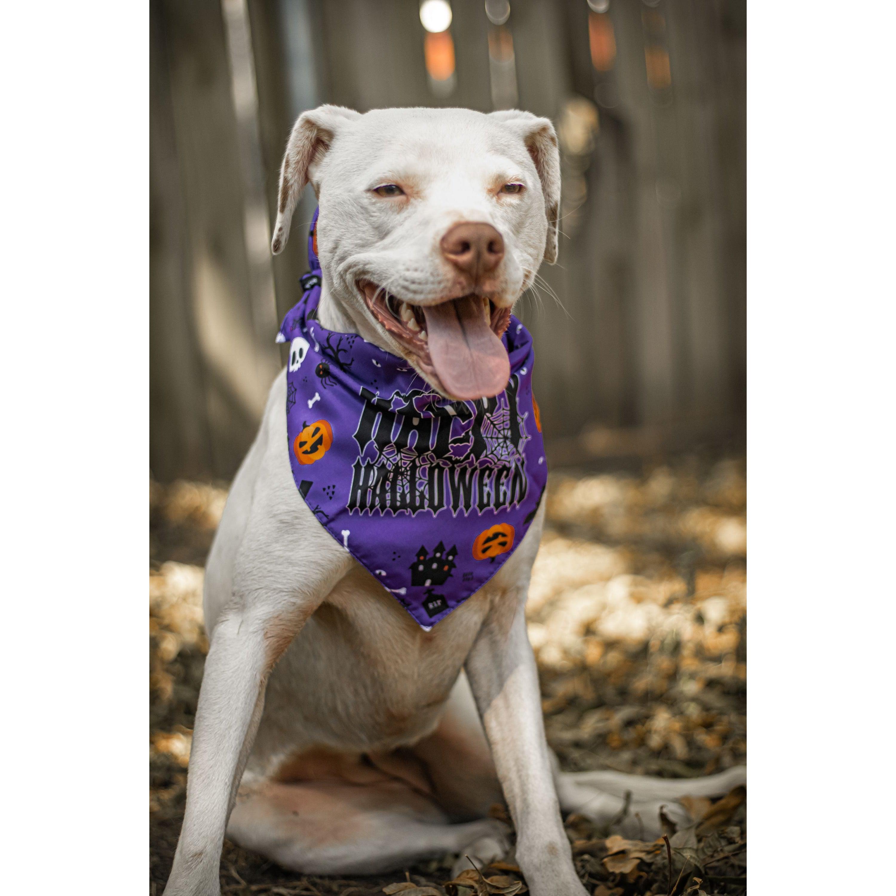 Ready to Ship | Halloween Dog Triangle Collar/Scarf*